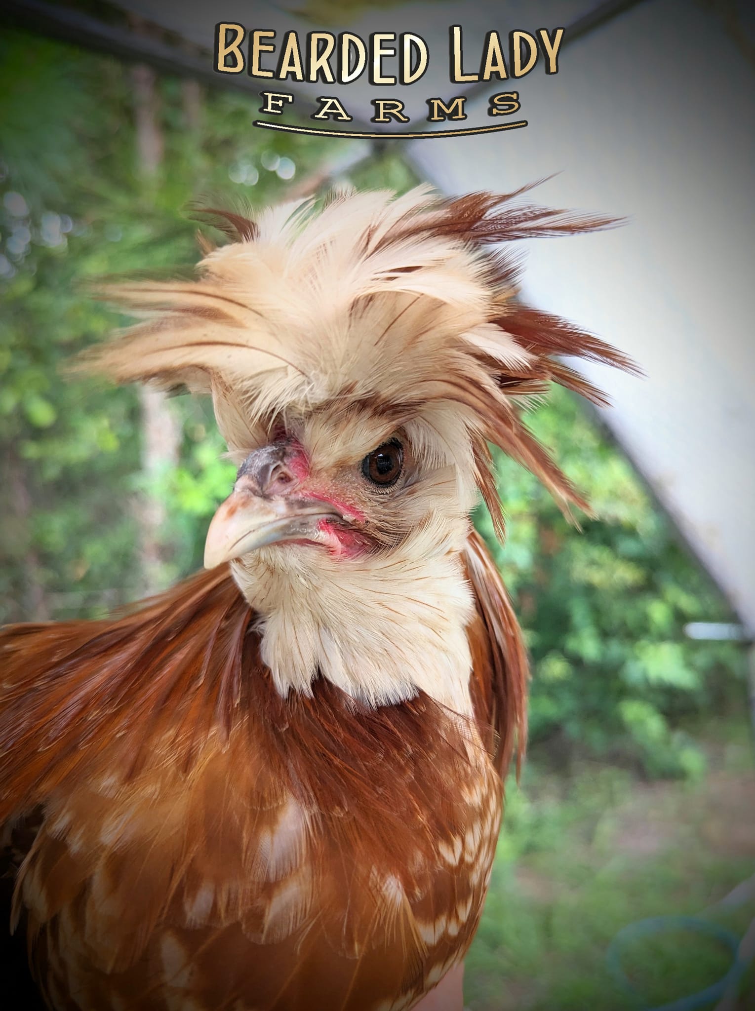Baby Chicks - Polish - Image 4