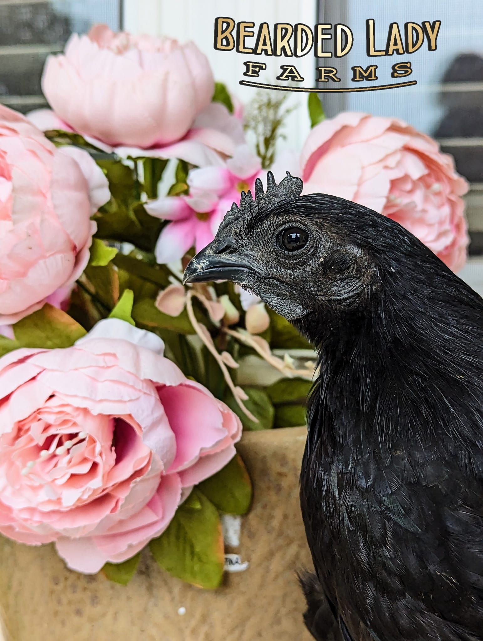 Baby Chicks - Ayem Cemani - Image 2