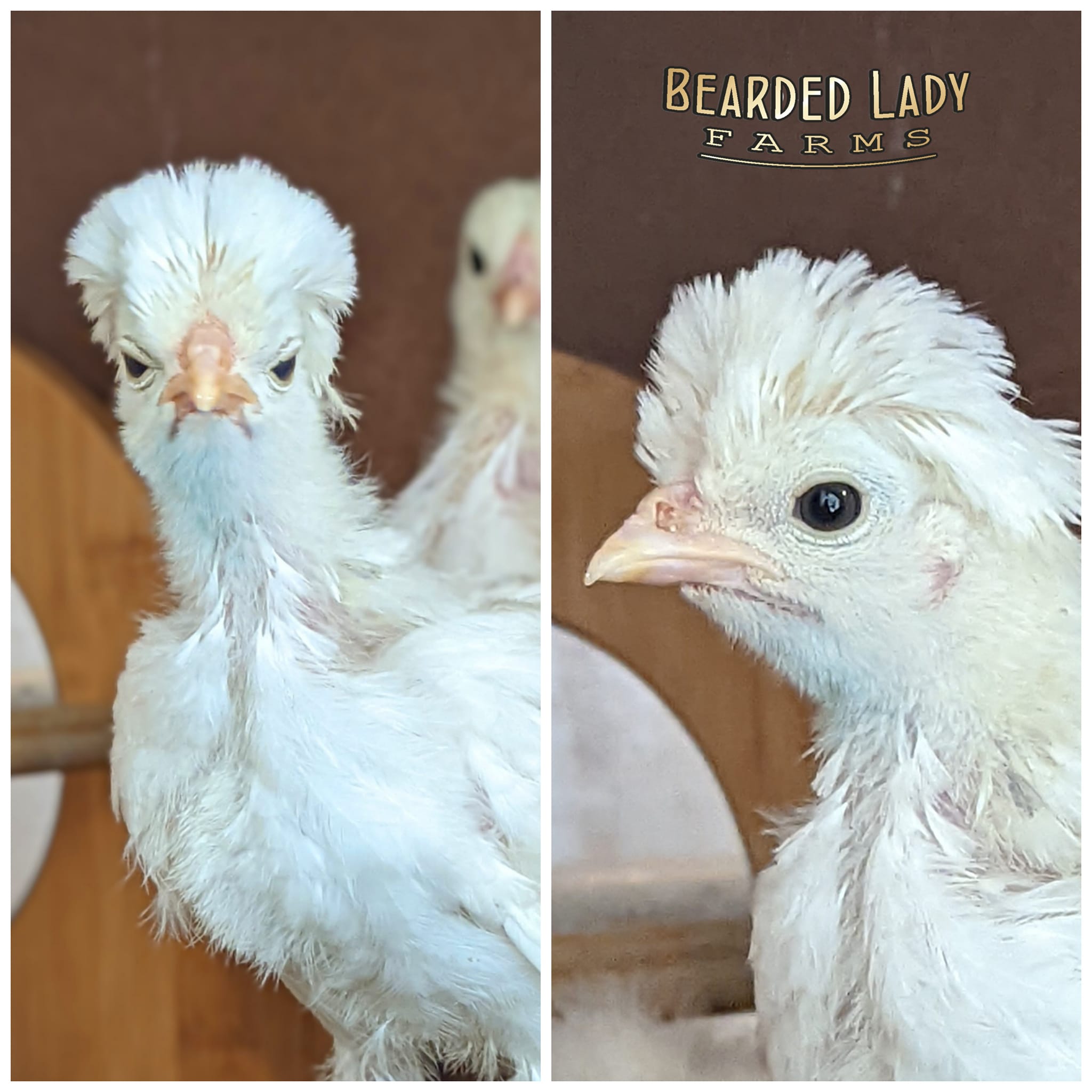 Baby Chicks - Polish - Image 3