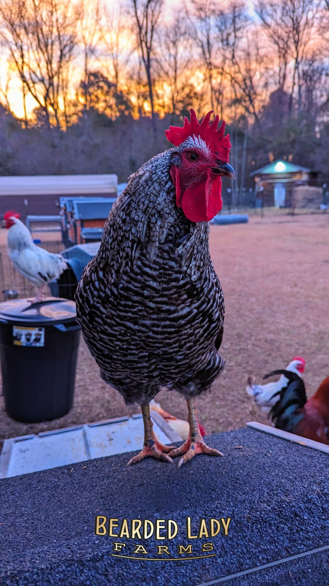Baby Chicks - Barred Rock - Image 2