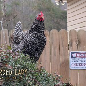 Baby Chicks - Barred Rock