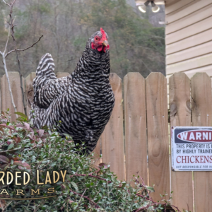 Baby Chicks - Barred Rock