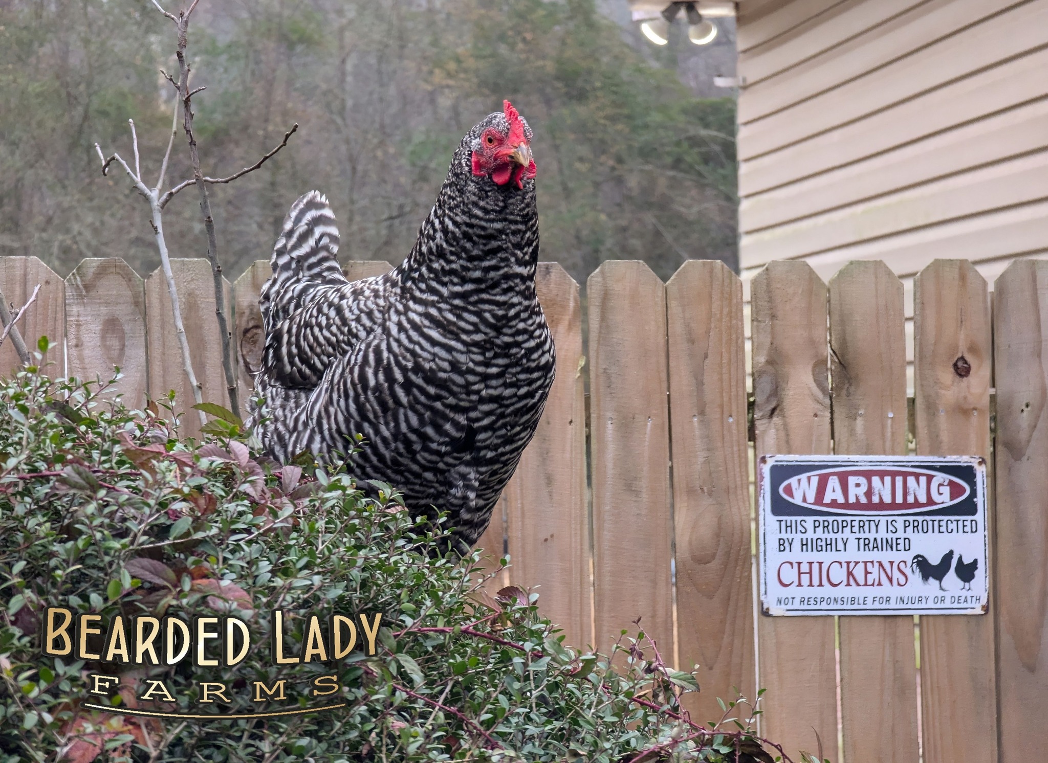 Baby Chicks - Barred Rock