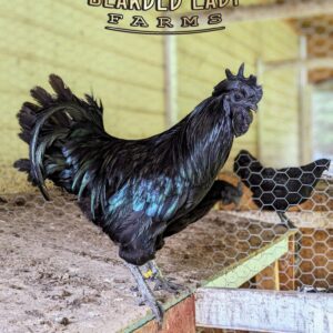Baby Chicks - Ayem Cemani