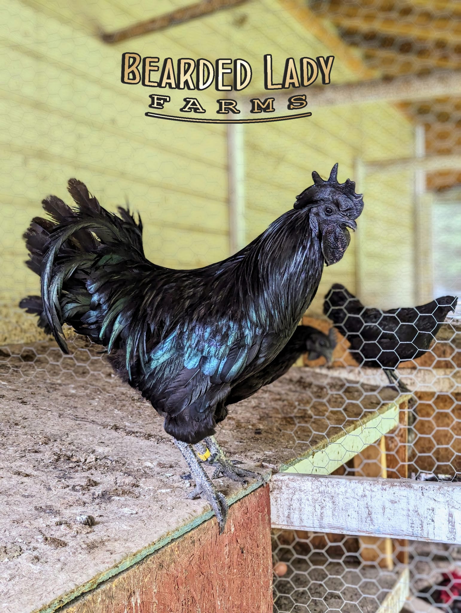 Baby Chicks - Ayem Cemani
