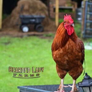 Baby Chicks - Rhode Island Red