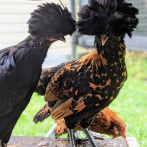 Baby Chicks - Polish