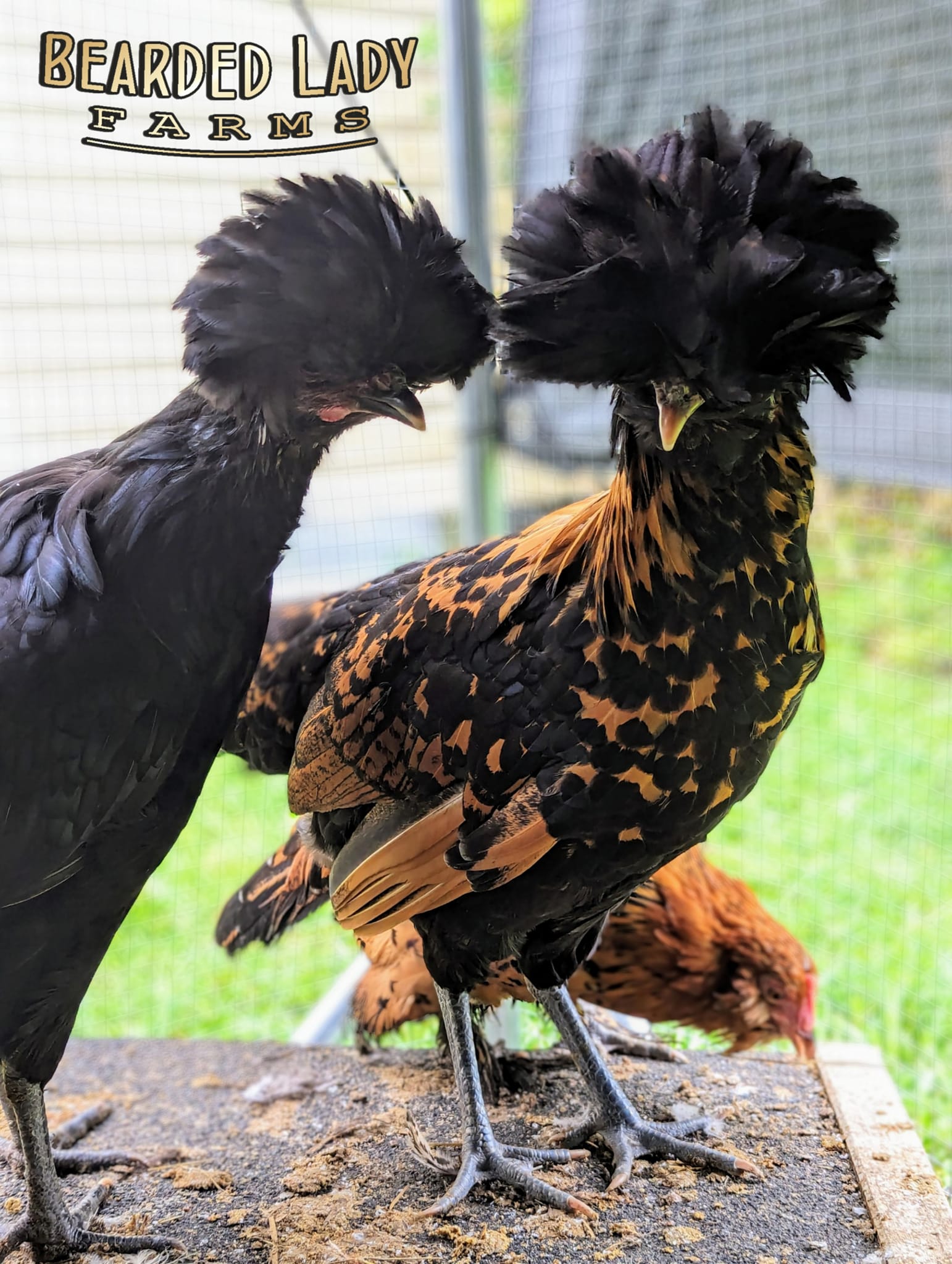 Baby Chicks - Polish
