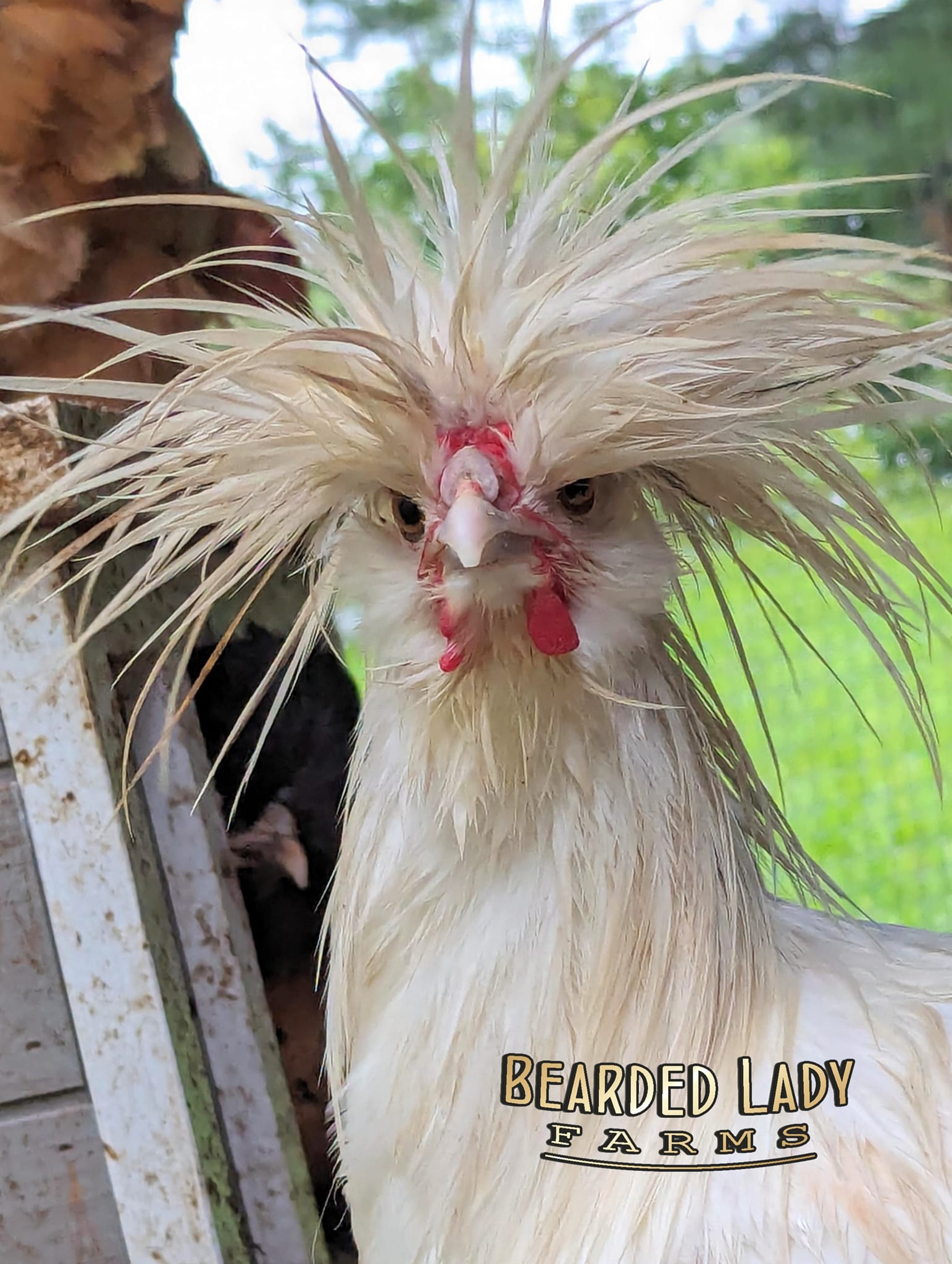 Baby Chicks - Polish - Image 2