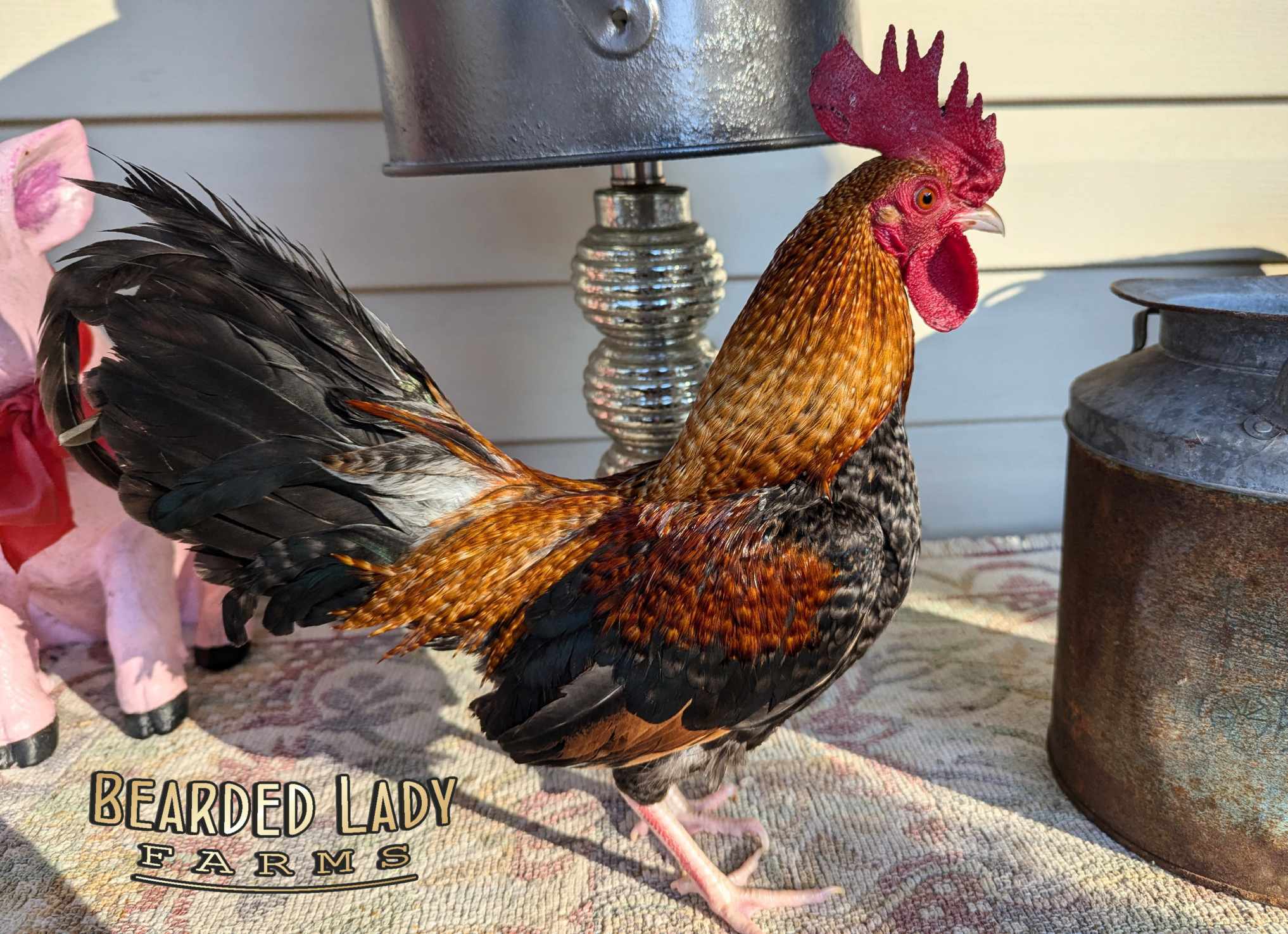 Fertile Hatching Eggs - Bantam Old English Game Bird - Image 2