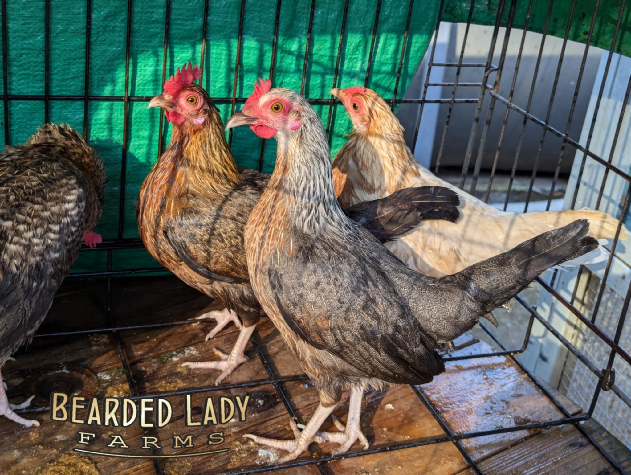 Fertile Hatching Eggs - Bantam Old English Game Bird - Image 3