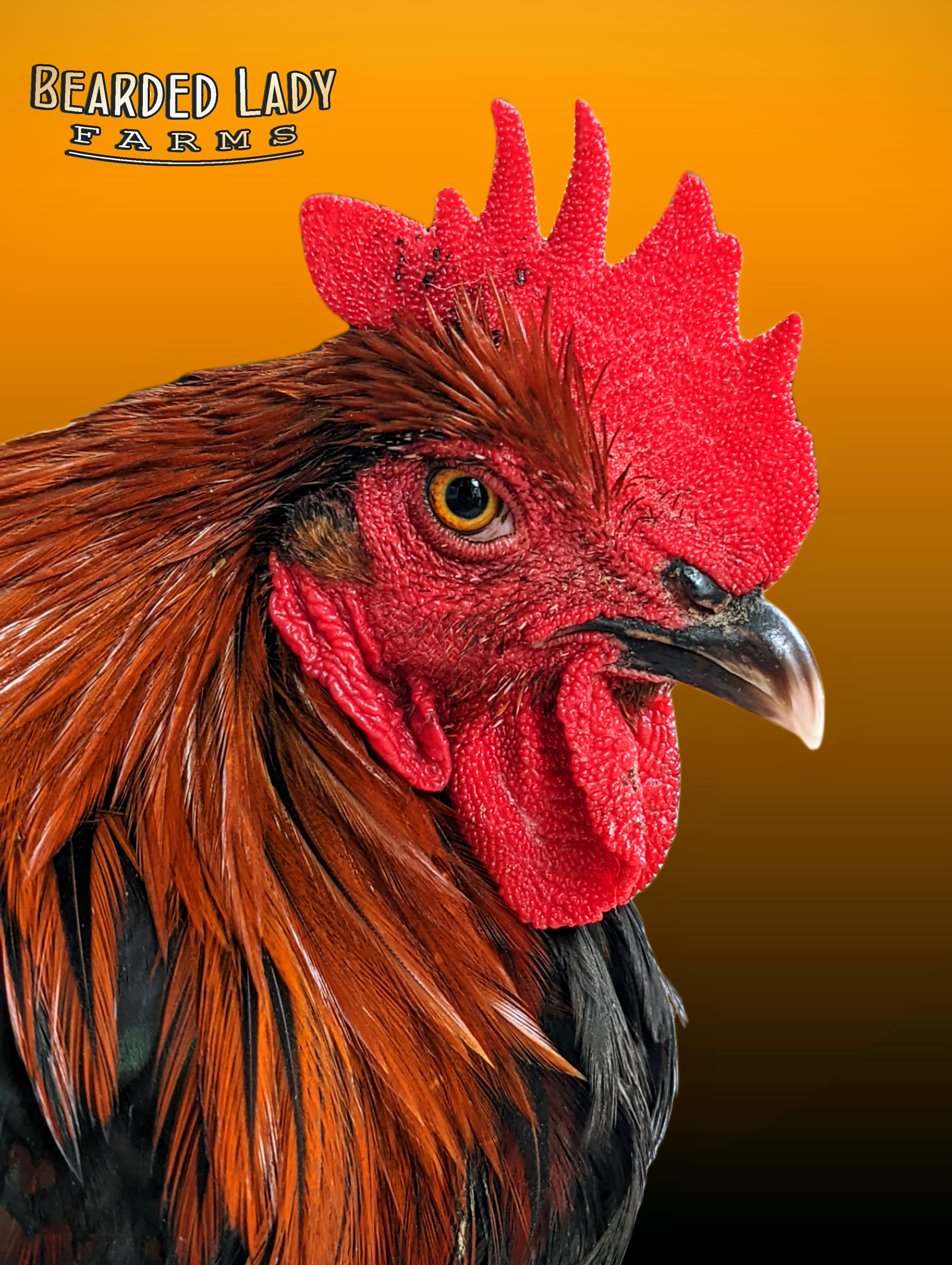 Baby Chicks - French Copper Black Maran
