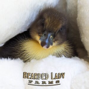 Fertile Hatching Eggs - Duck Eggs