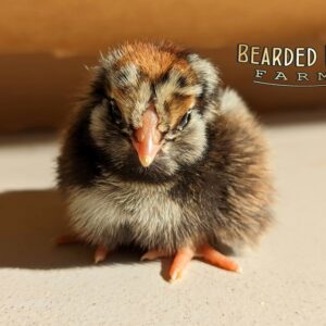 Baby Chicks - Easter Eggers