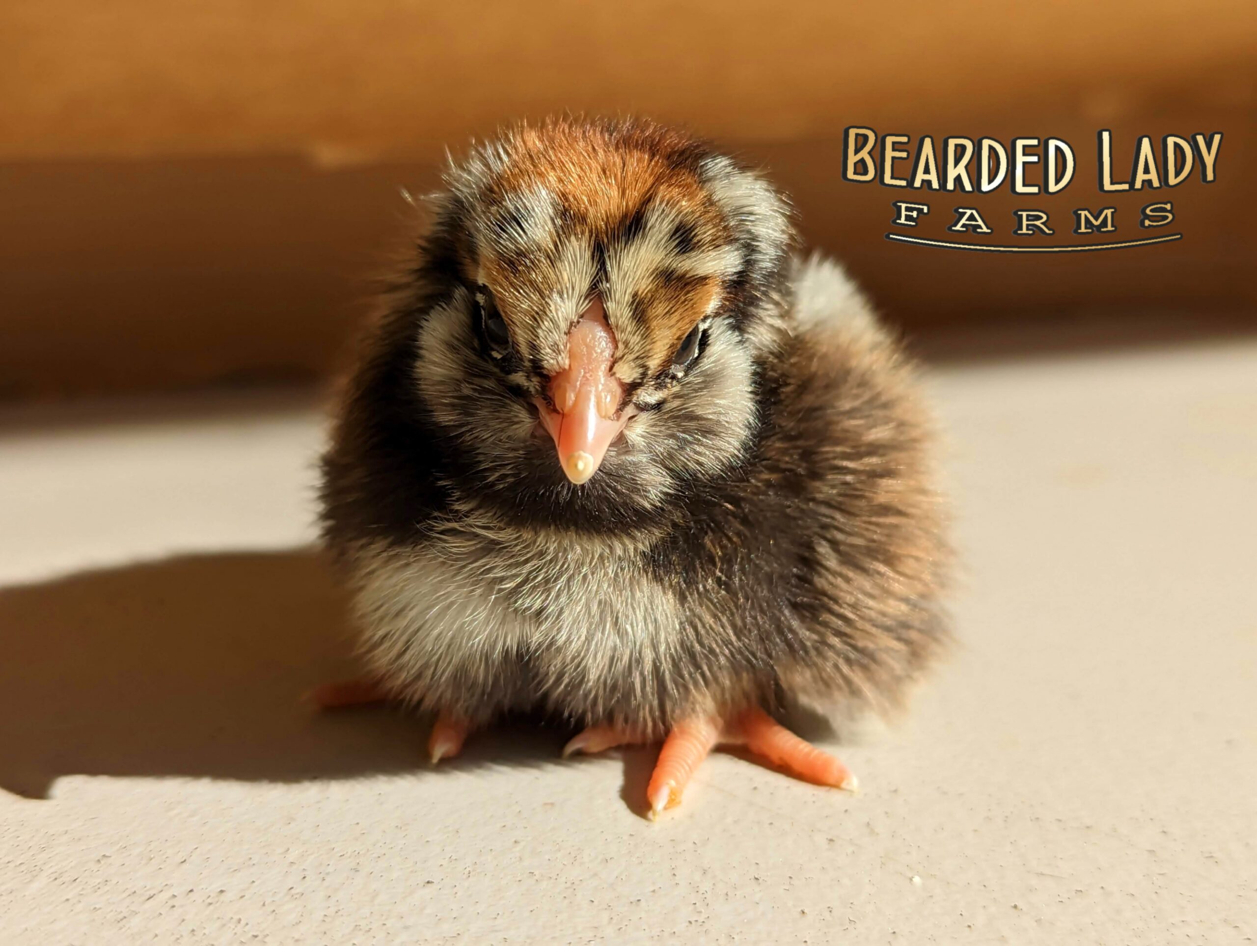 Baby Chicks - Easter Eggers