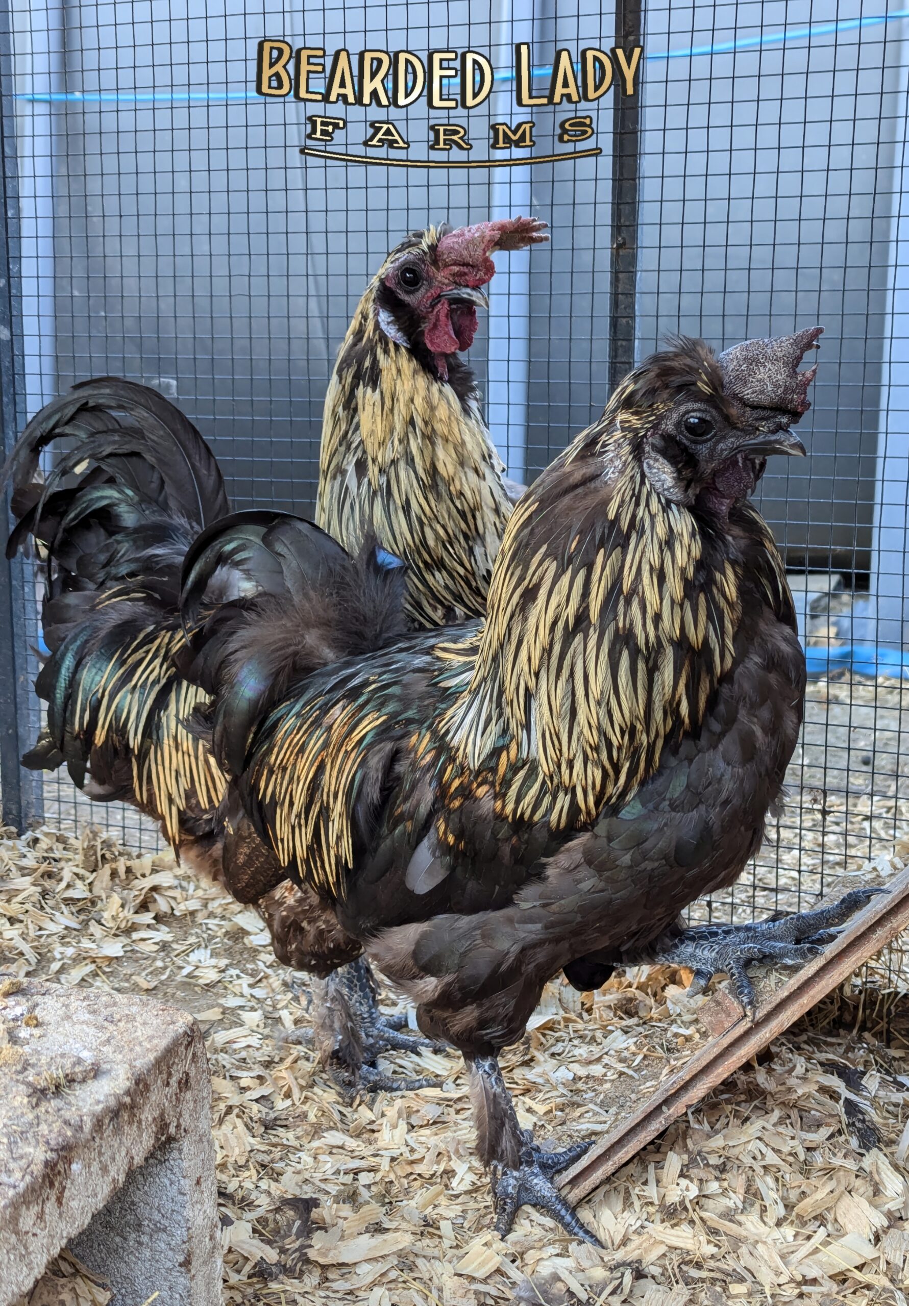 Fertile Hatching Eggs - Zombie chickens - Image 3