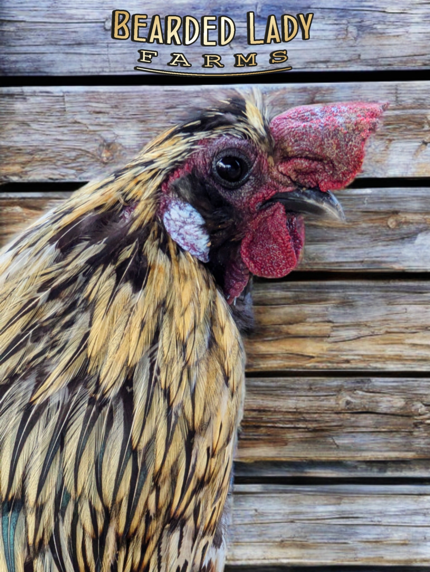 Fertile Hatching Eggs - Zombie chickens - Image 4
