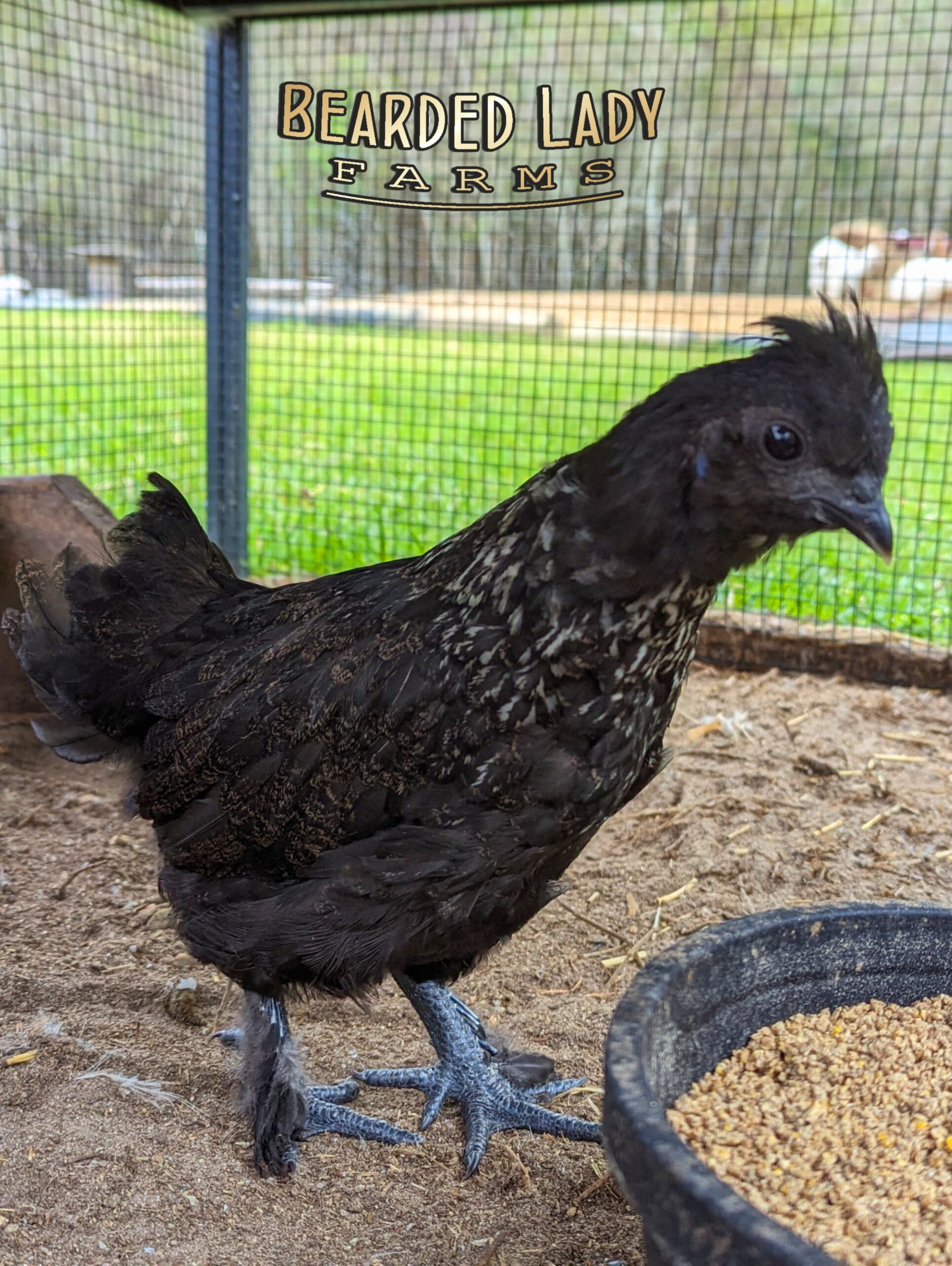 Fertile Hatching Eggs - Zombie chickens - Image 5