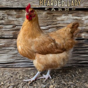Baby Chicks - Buff Orpington