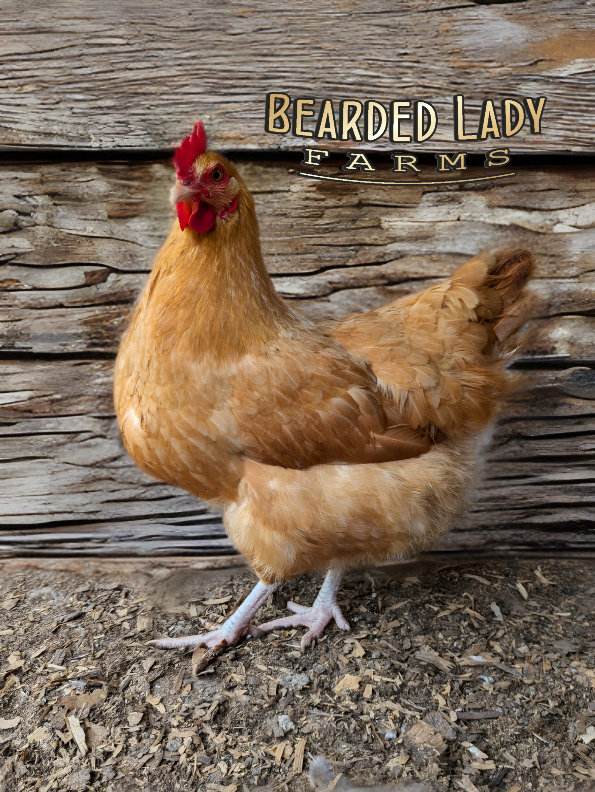 Baby Chicks - Buff Orpington