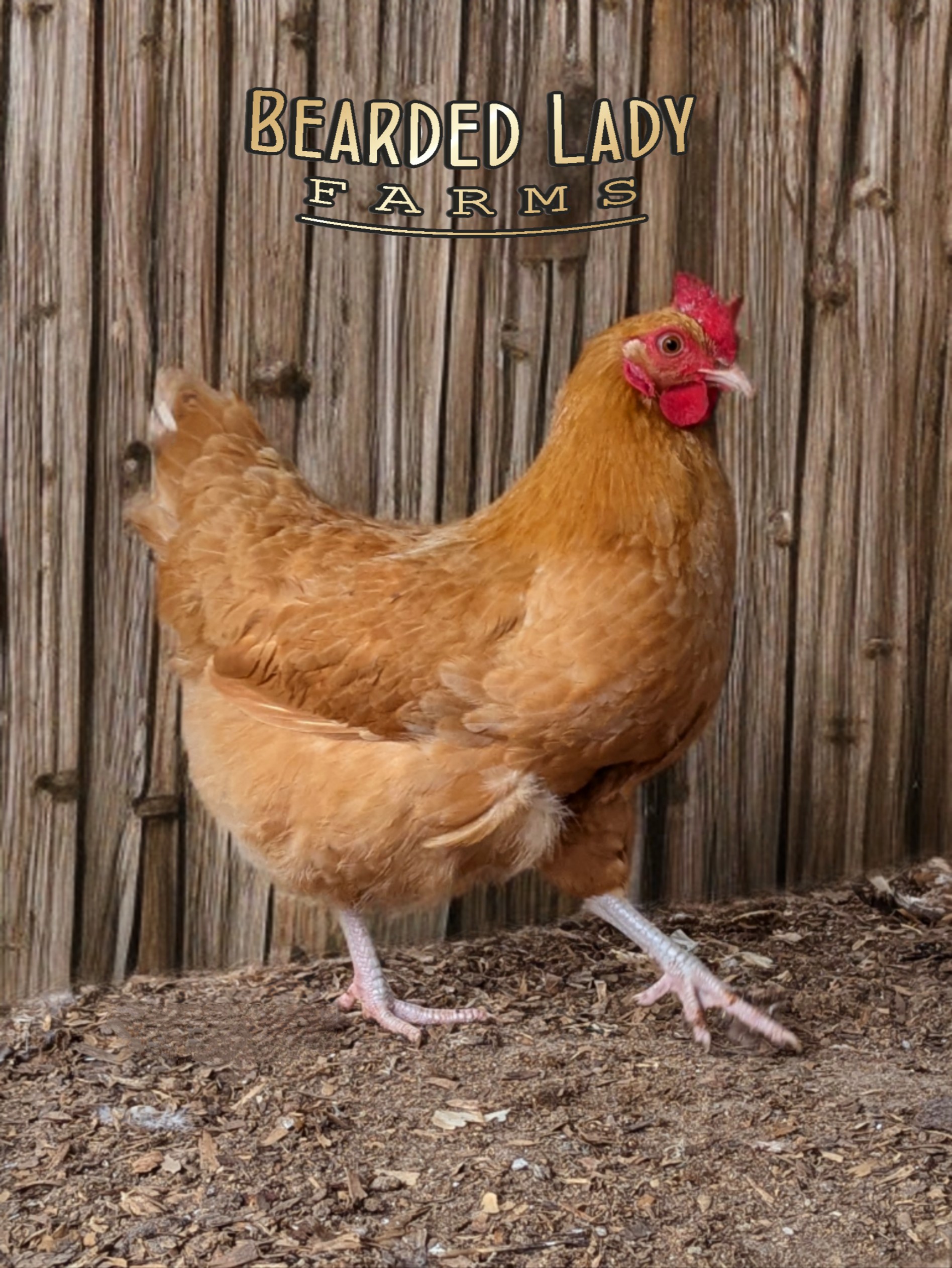 Baby Chicks - Buff Orpington - Image 3