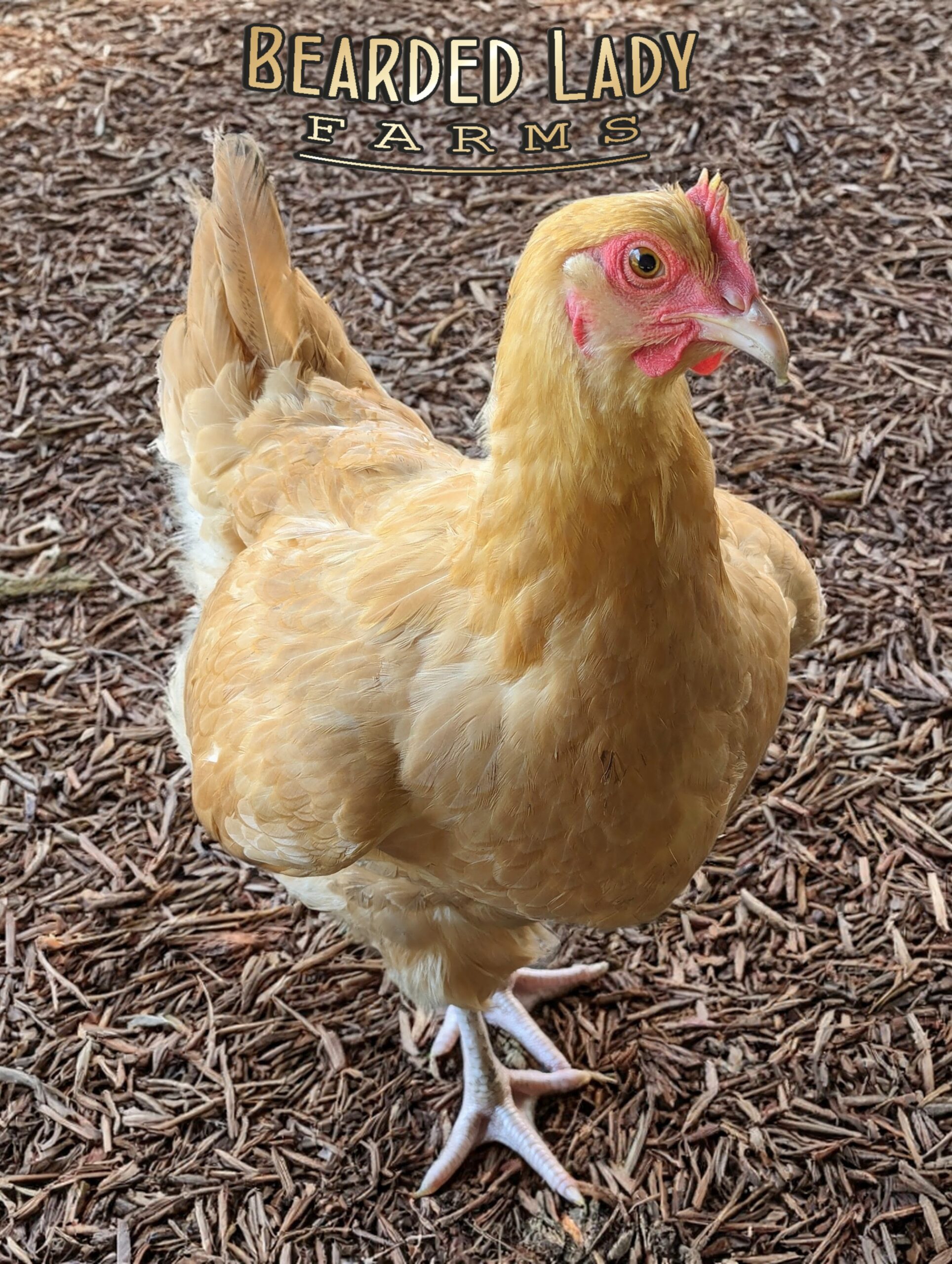 Baby Chicks - Buff Orpington - Image 2