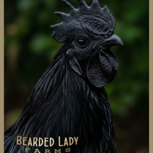 Baby Chicks - Ayam Cemani