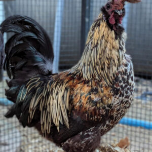 Fertile Hatching Eggs - Zombie chickens