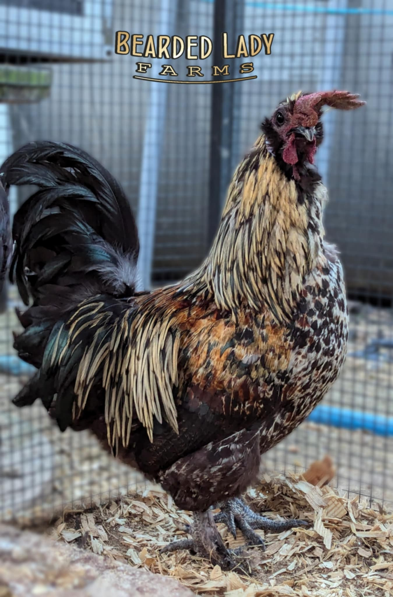 Fertile Hatching Eggs - Zombie chickens