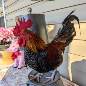 Fertile Hatching Eggs - Bantam Old English Game Bird
