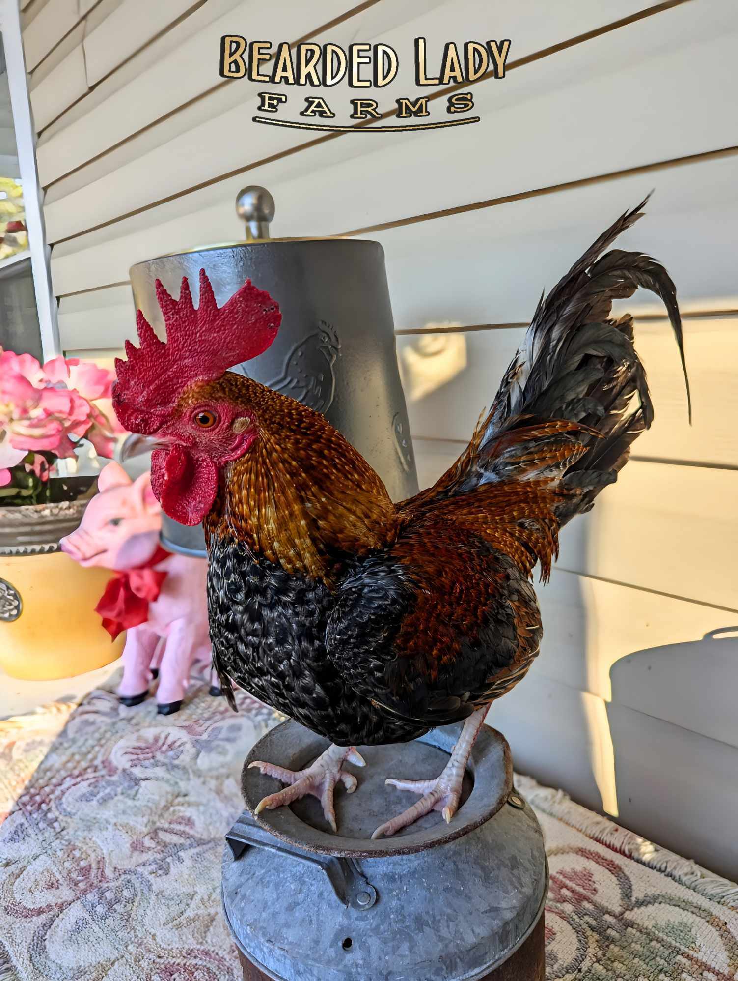 Fertile Hatching Eggs - Bantam Old English Game Bird