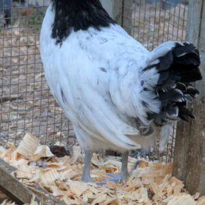 Baby Chicks - Lakenvelder