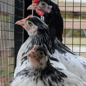Fertile Hatching Eggs - Lakenvelder