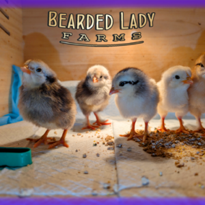 Fertile Hatching Eggs - Classroom Package