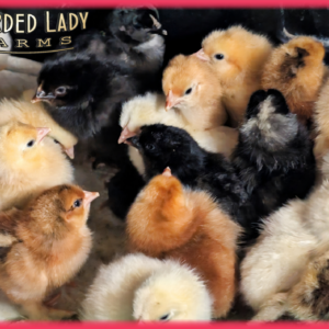 Fertile Hatching Eggs - Starter Value Pack