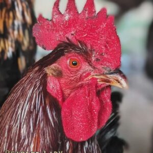Adult roosters - various