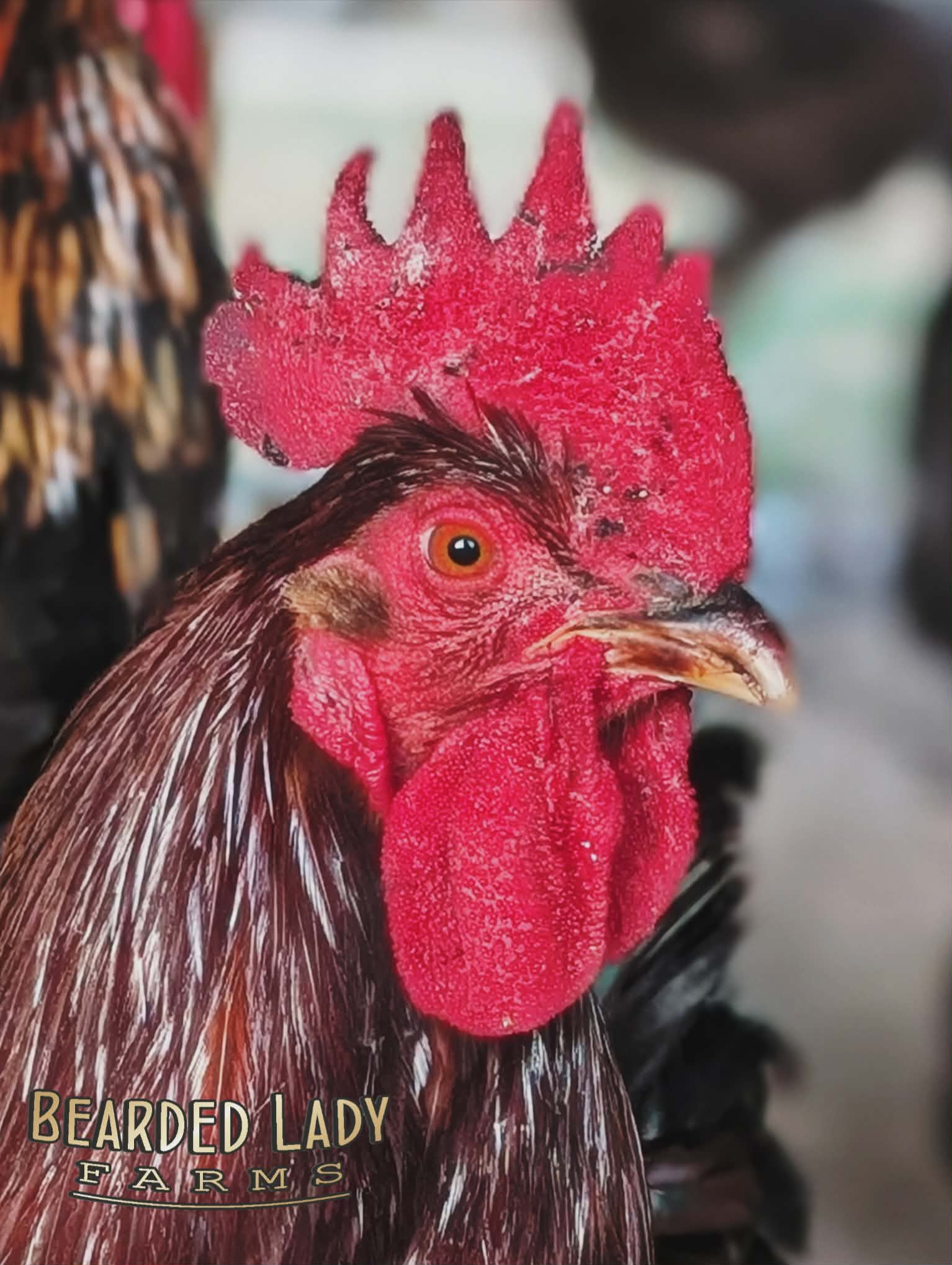RE・BIRTH Ⅱ THE ROOSTERS Adult roosters – various - Bearded Lady Farms